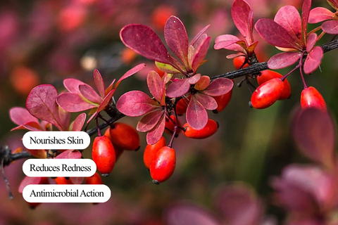 Barberry Extract