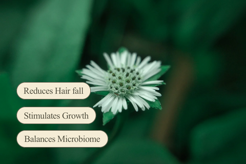 Bhringraj Extract (Eclipta Prostrata)